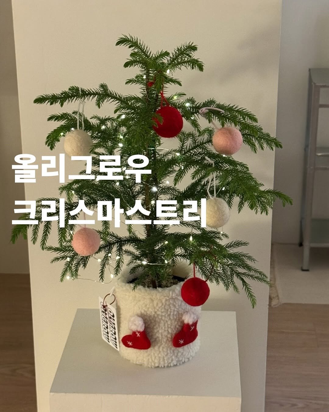 Photo by 올리그로우 (Oligrow) on October 31, 2025. May be an image of pinecone, tree and text that says 'KprmcB 올리그로운 크리스마스트리'.
