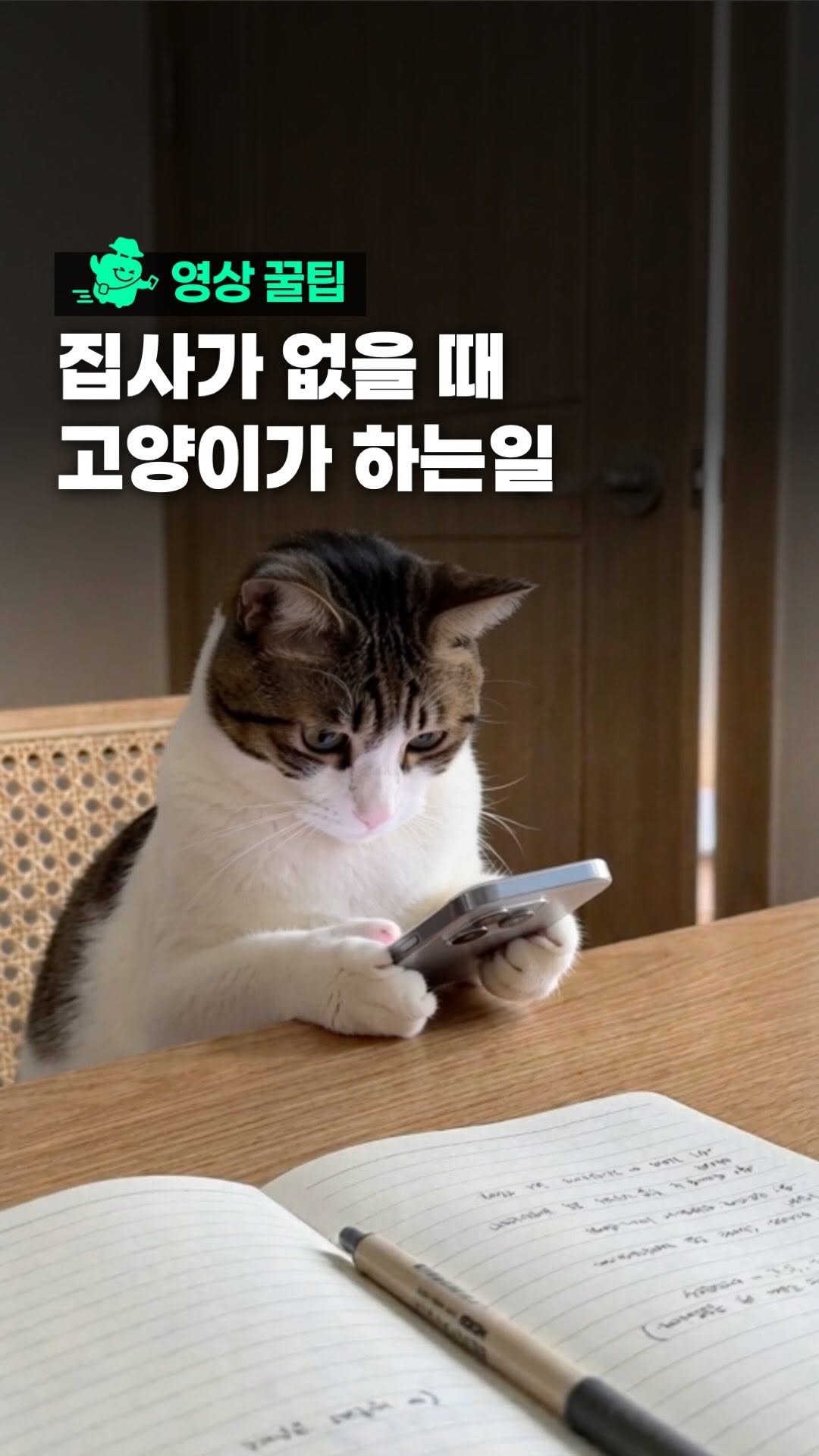 oliver_travel_ 게시물 이미지: 고양이 사람 둘다 얼굴 안바뀌는 AI수준.. 우리 집 고양이의 비밀 생활 🤫...