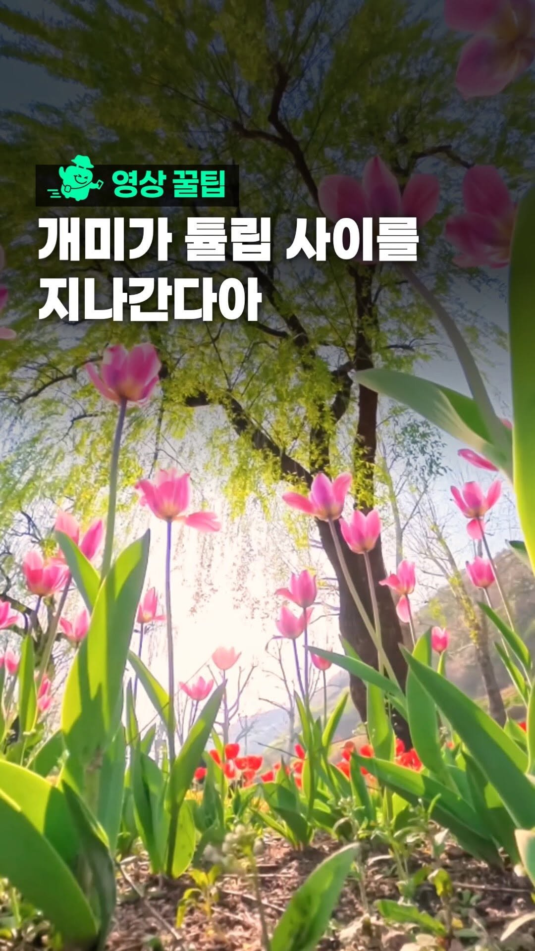 oliver_travel_ 게시물 이미지: (장소본문) 튤립밭, 개미 시점으로 찍어보세요 🌷

튤립 앞에서 서서 찍는...