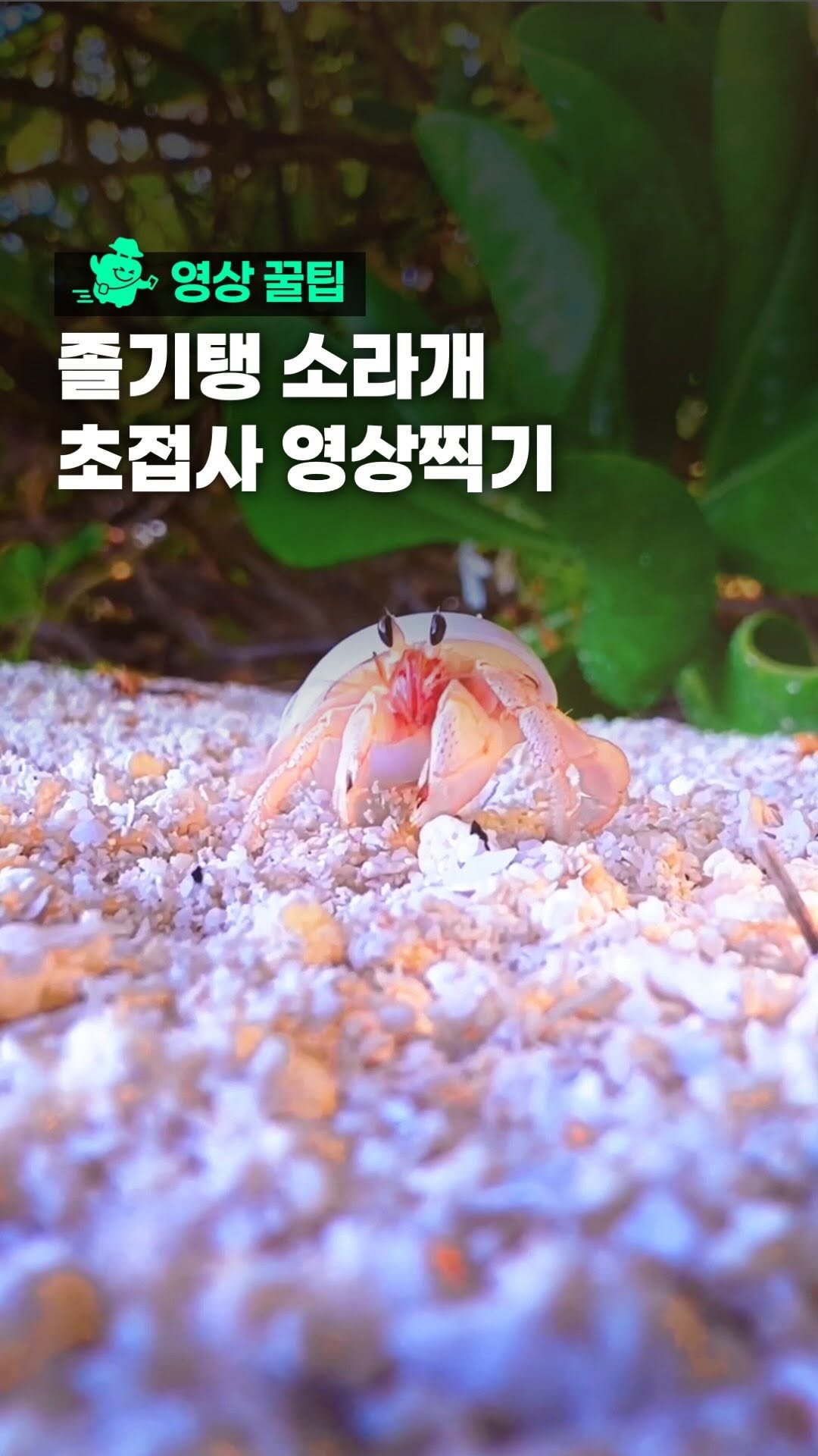 oliver_travel_ 게시물 이미지: (세부팁본문) 몰디브에서 만난 초근접 소라게 🐚

이 조그만 친구 너무 귀엽지...