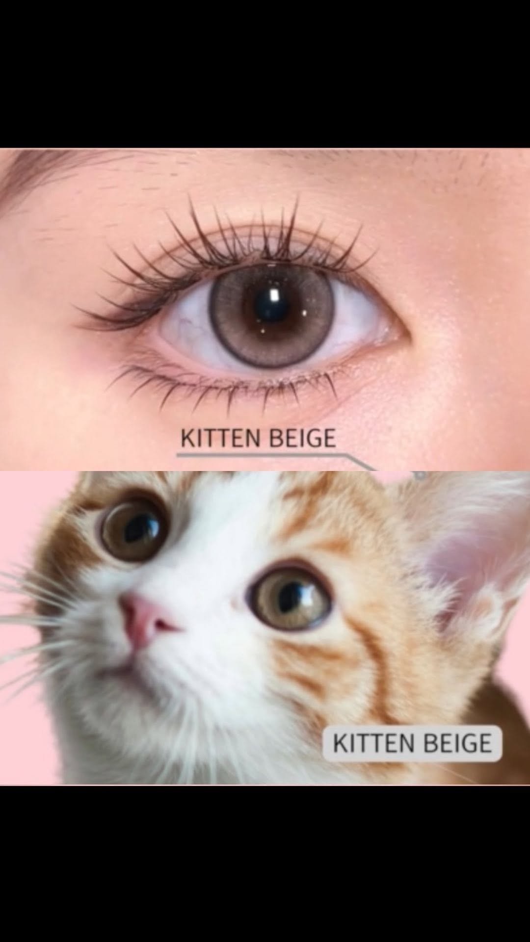 ololalens_kr 게시물 이미지: 네, 맞습니다. 장기간에 걸쳐 🐱고양이🐱 눈을 연구한 결과물입니다. 고양이 장인...