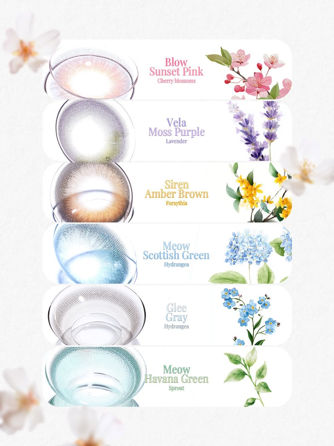 Photo by 오로라렌즈 | 데일리 렌즈맛집 on April 09, 2026. May be an image of text that says 'Blow Sunset SunsetPink Pink Cherry blossoms Vela Moss lossPurple Purple Lavender Siren AmberBrown Amber Brown Forsythia Mẹow Scottish Green Hydrangea Glee Gray Hydrangea Meow Ha4an HavanaGreen Green Sprout'.