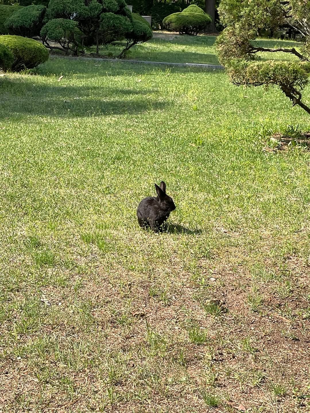 Photo by 원하 Wonha on September 01, 2025. May be an image of rabbit, grass and text.