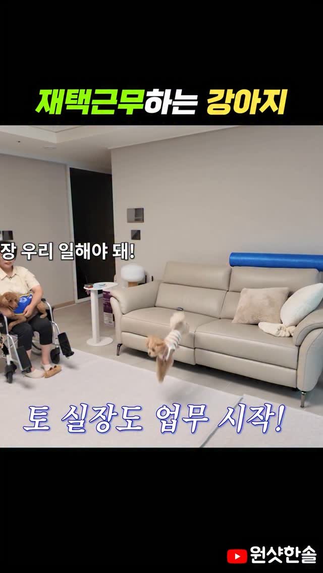 oneshot.hs 게시물 이미지: 재택근무로 이메일 작업하는 강아지
#시트콤 #토실장 #김사장 #상황극 #원샷한솔 #토리