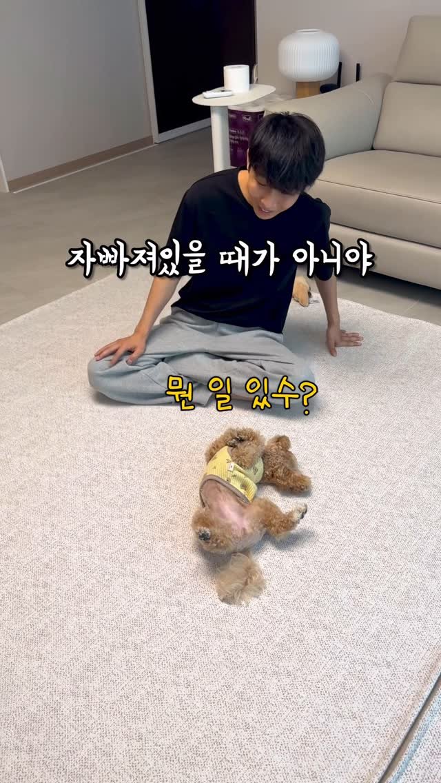 oneshot.hs 게시물 이미지: 시각장애인 아빠 지키는 강아지의 멍멍펀치
#악플러 #강아지 #멍멍펀치 #시각장애인 #원샷한솔