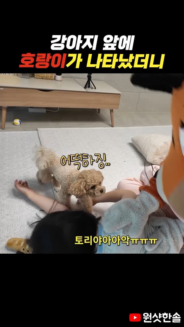oneshot.hs 게시물 이미지: 호랑이에게 멍멍펀치 날리는 강아지ㅋㅋㅋㅋ
#시트콤 #호랑이 #강아지 #반응 #원샷한솔