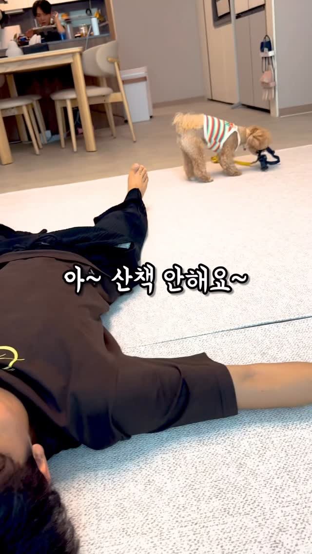 oneshot.hs 게시물 이미지: 산책 안하는 아빠 참교육하는 강아지
#천재견 #시각장애인 #원샷한솔 #강아지 #토리 #산책