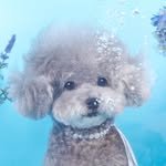 silverpoodle_popo 프로필 사진