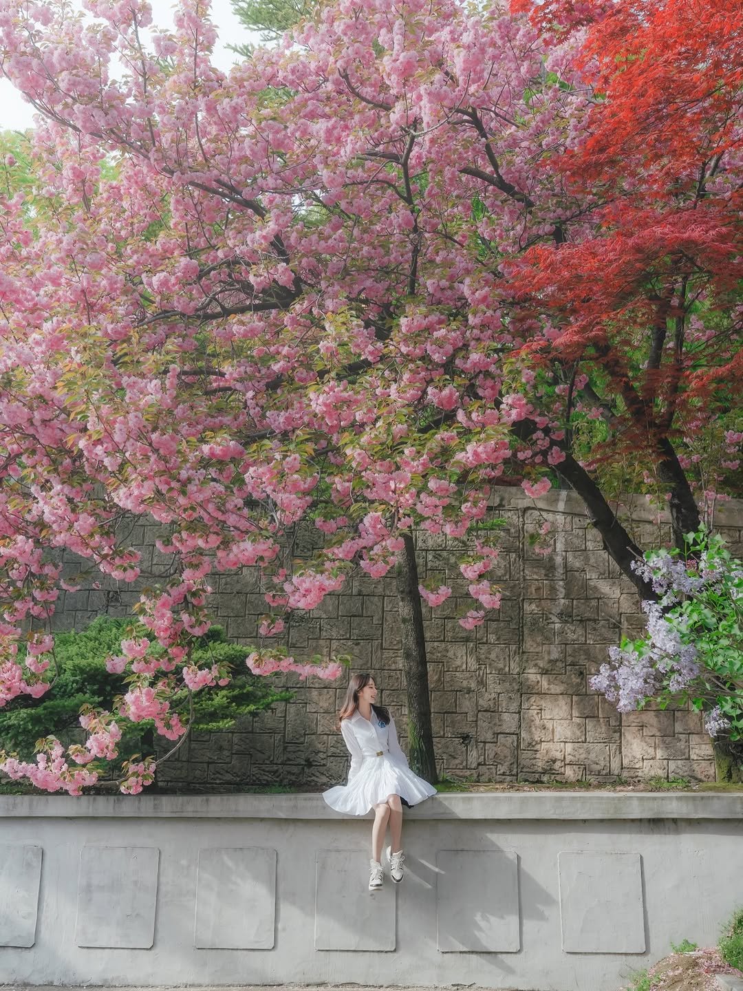 Photo shared by 원더풀데이 | 네 여행을 책임져도 될까? on April 15, 2026 tagging @kto9suk9suk, @sonykorea, @yeomi.travel, and @sony. May be an image of stone-fruit tree and text.