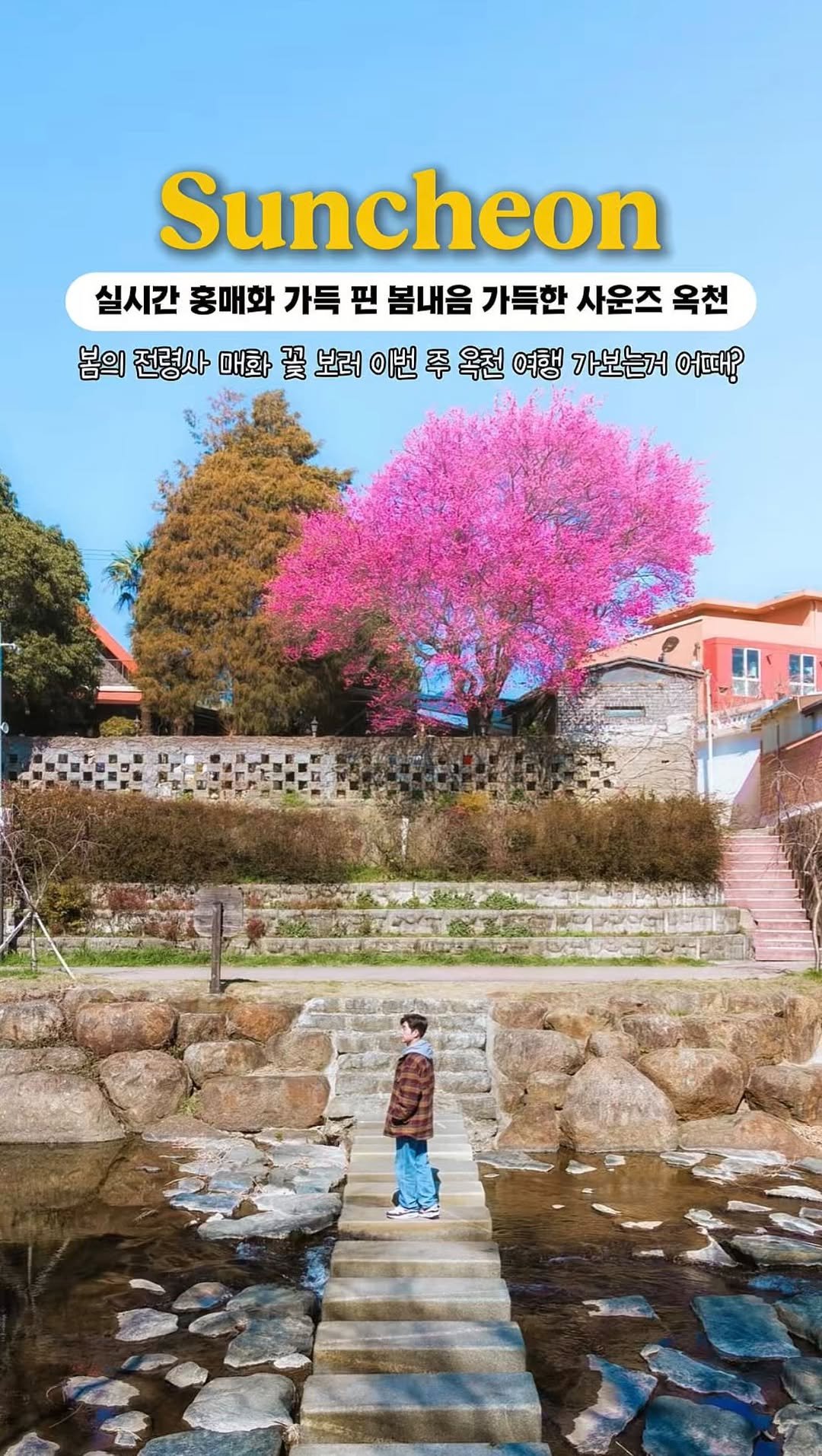 onethefull_day 게시물 이미지: (당장 공유) 실시간 봄의 전령사, 홍매화 활짝 핀 사운즈 옥천🌺 봄 냄사 맡으러...