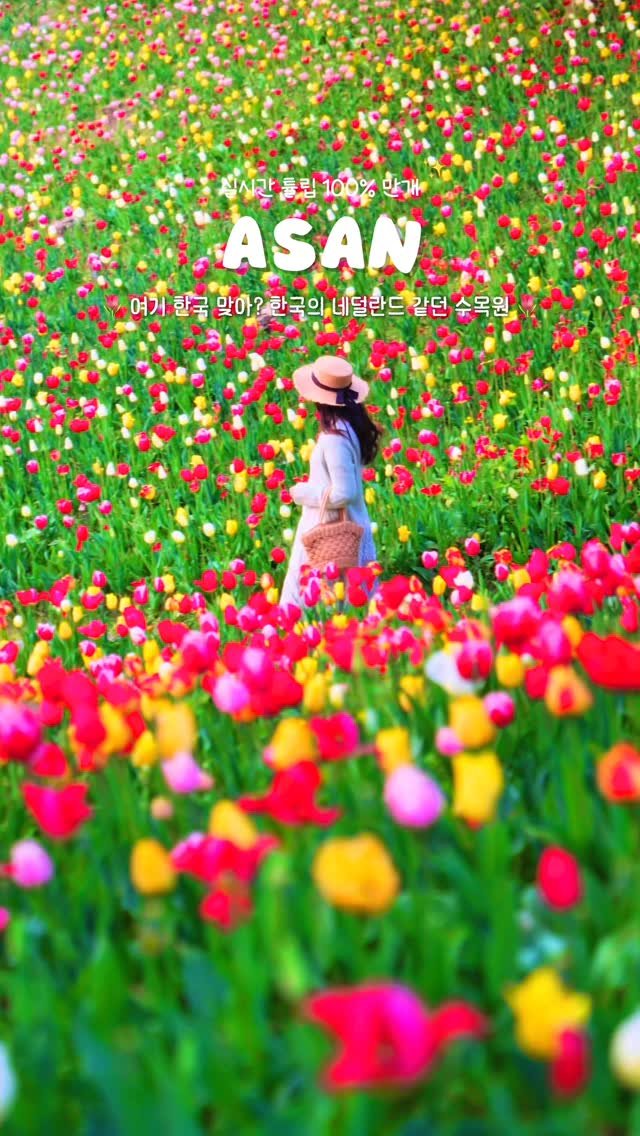 onethefull_day 게시물 이미지: (당장 공유) 여기 한국 맞아? 실시간 튤립 가득 핀 한국의 네덜란드, 피나클랜드🌷...