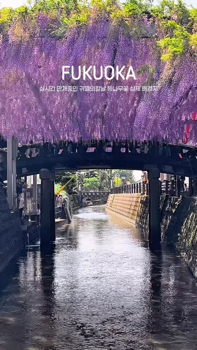 onethefull_day 게시물 이미지: (당장 공유) 귀살대원 주목! 실시간 만개중인 귀멸의칼날 등나무꽃 실사판💜...