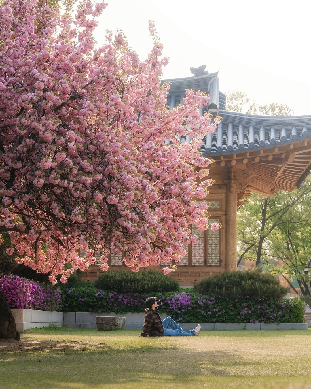 사랑재 앞 겹벚꽃