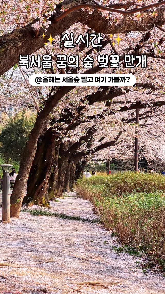 onethefull_day 게시물 이미지: (당장 공유) 실시간 벚꽃 만개한 북서울꿈의숲🌸 서울숲만큼 예쁜데 서울숲보다...