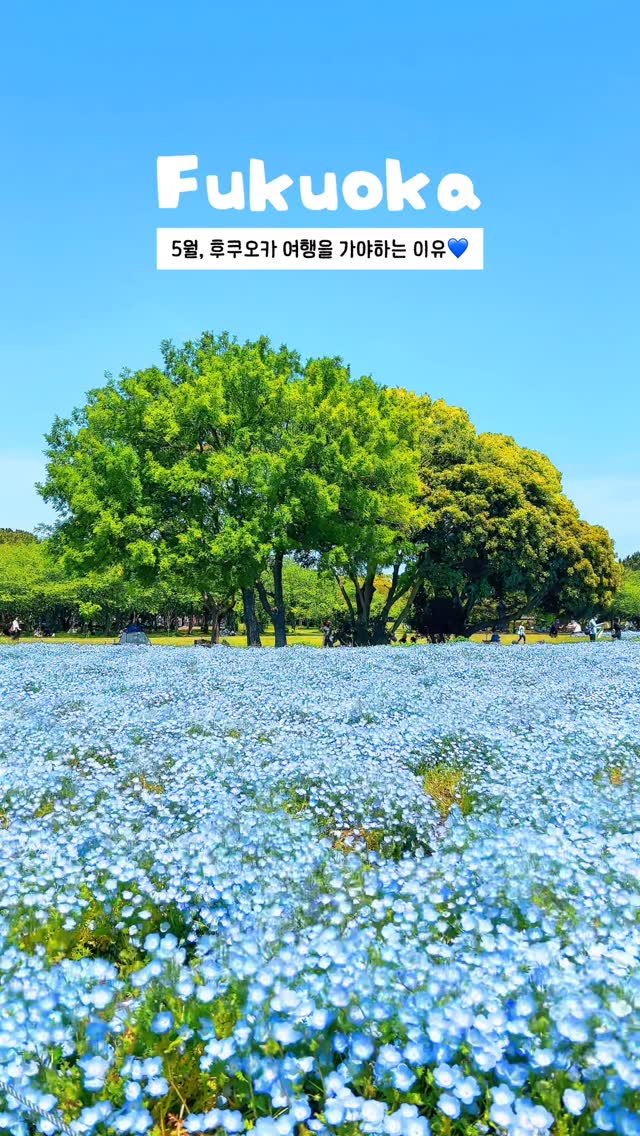 onethefull_day 게시물 이미지: (당장 저장) 5월 일본에서만 볼 수 있는 네모필라가 가득 핀 후쿠오카 공원💙...