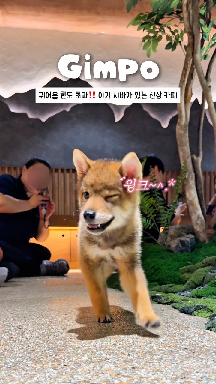 onethefull_day 게시물 이미지: 아기 시바가 있는 서울 근교 신상 카페🐶 8월 예약 오픈 일주일 남았던데?😌 댓글에...