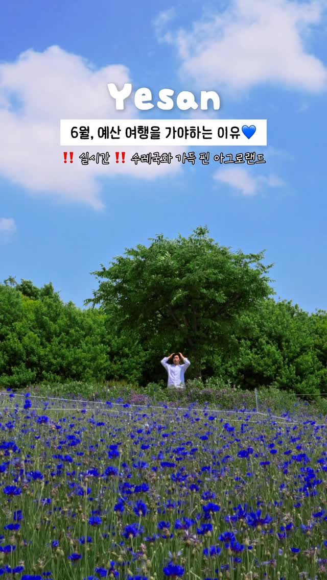 onethefull_day 게시물 이미지: (당장 저장) 실시간 예산에는 수레국화가 가득 폈어요💙 아그로랜드를 물들인 파란...