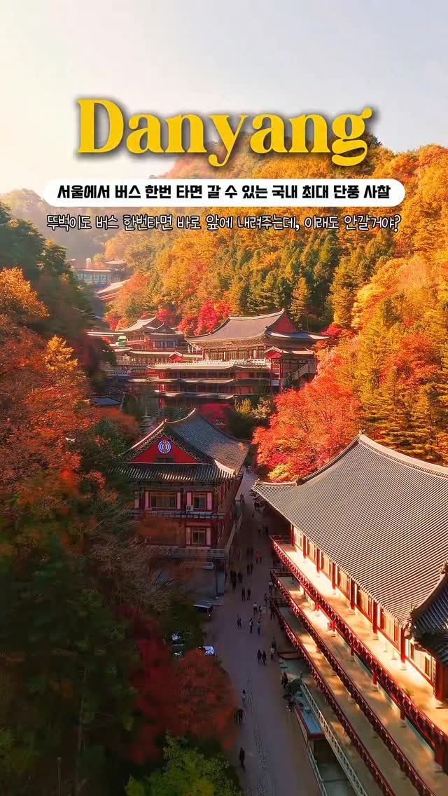 onethefull_day 게시물 이미지: (일단 저장) 뚜벅이도 버스 한 번이면 도착하는 국가권력급 단풍명소, 국내 최대규모...