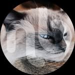 nabistagrams 프로필 사진