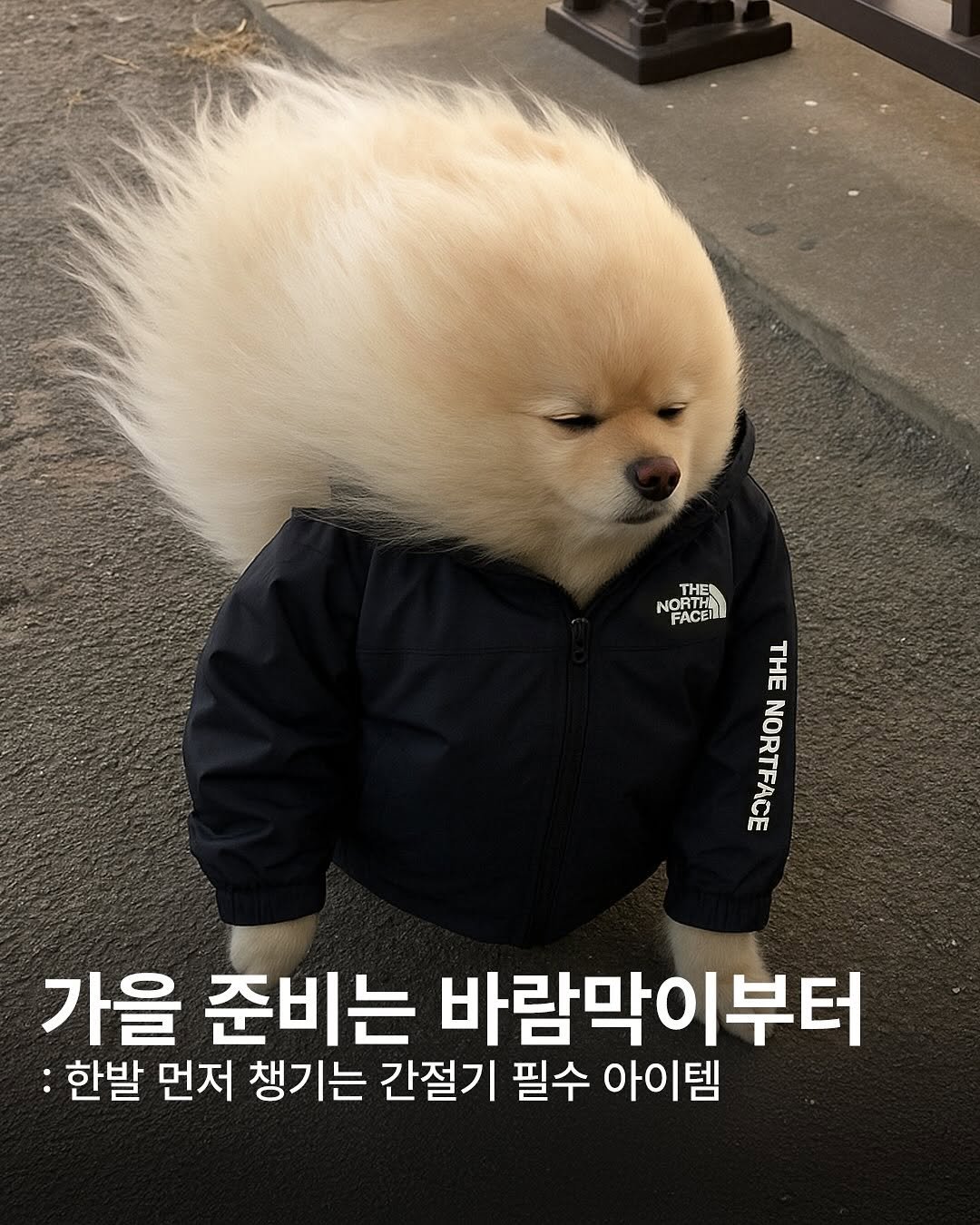 Photo by onthelook on August 21, 2025. May be an image of animal, goosedown coat and text that says 'THE NORTH FACET FACEL THE RTF ENORTFACE 가을 준비는 바람막이부터 :한발 먼저 챙기는 간절기 필수 아이템'.
