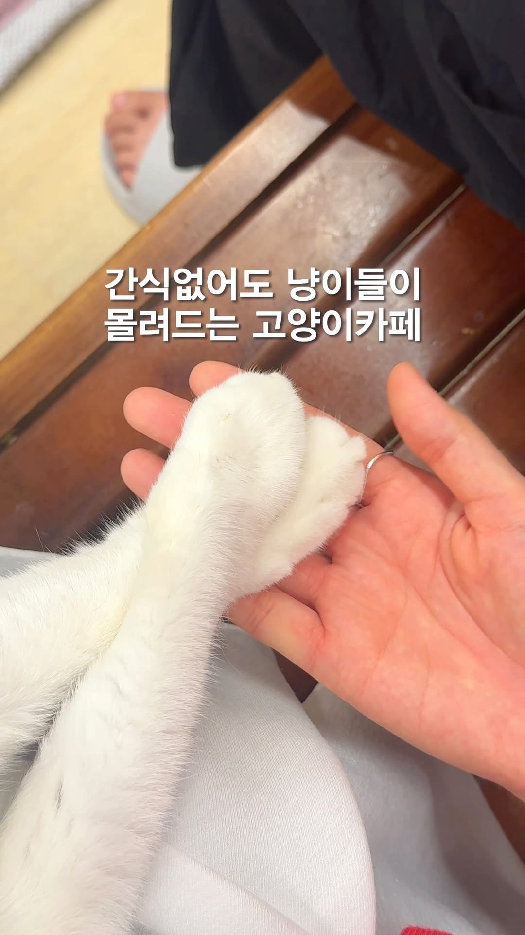 opetion_h 게시물 이미지: 방문만 해도 자동으로 기부가 되는 고양이 카페_내돈내산

🎈더 많은 이색 장소를...
