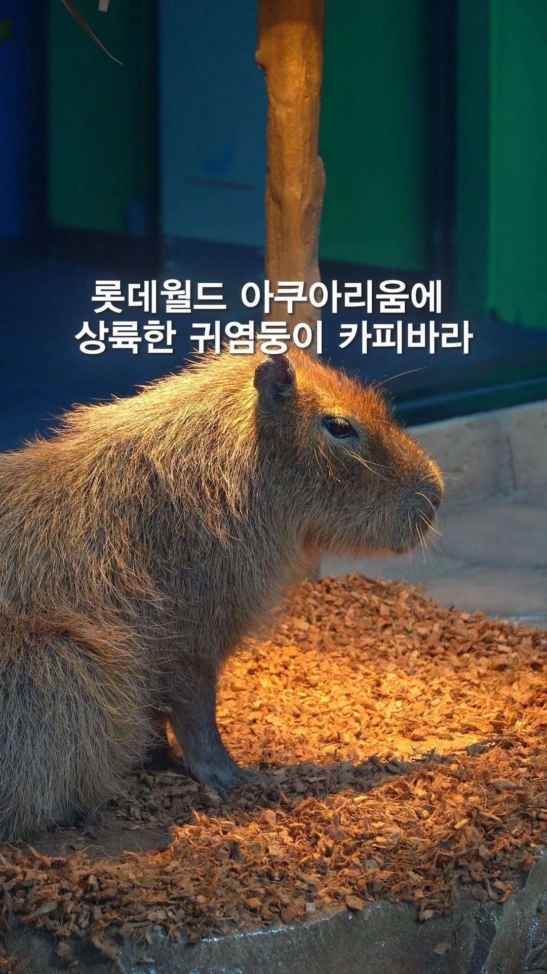 opetion_h 게시물 이미지: 이제 서울에서도 카피바라를 만날 수 있다구?!🦦

🎈더 많은 이색 장소를 알고...