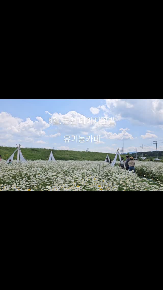 organic_cafe_ 게시물 이미지: 2026년 5월 춘천, 데이지꽃밭

유기농카페

예년보다 10일정도빠른...