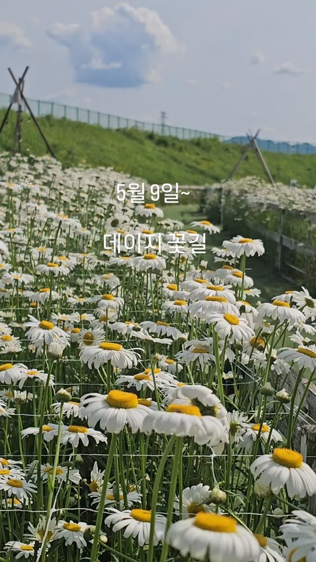 organic_cafe_ 게시물 이미지: 춘천 데이지꽃밭

유기농카페 

데이지꽃길  시작 

5월 9일~ ...