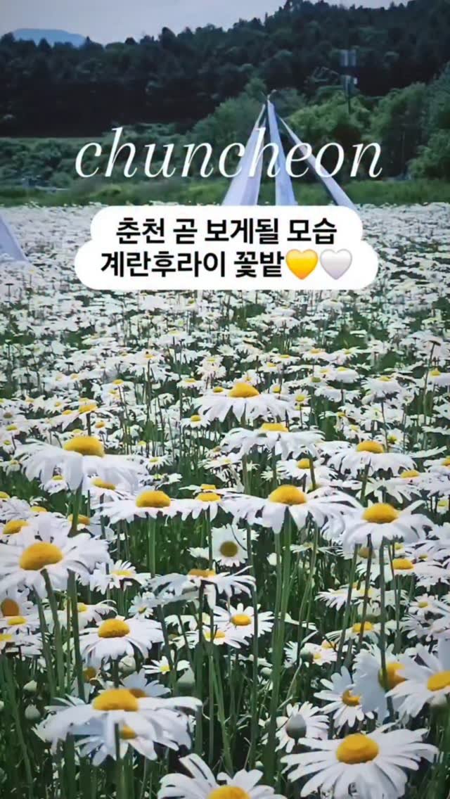 organic_cafe_ 게시물 이미지: ✔️춘천 곧 보게 될 모습
#춘천 #유기농카페🌼💛🤍💛

입장하자마자 입이...