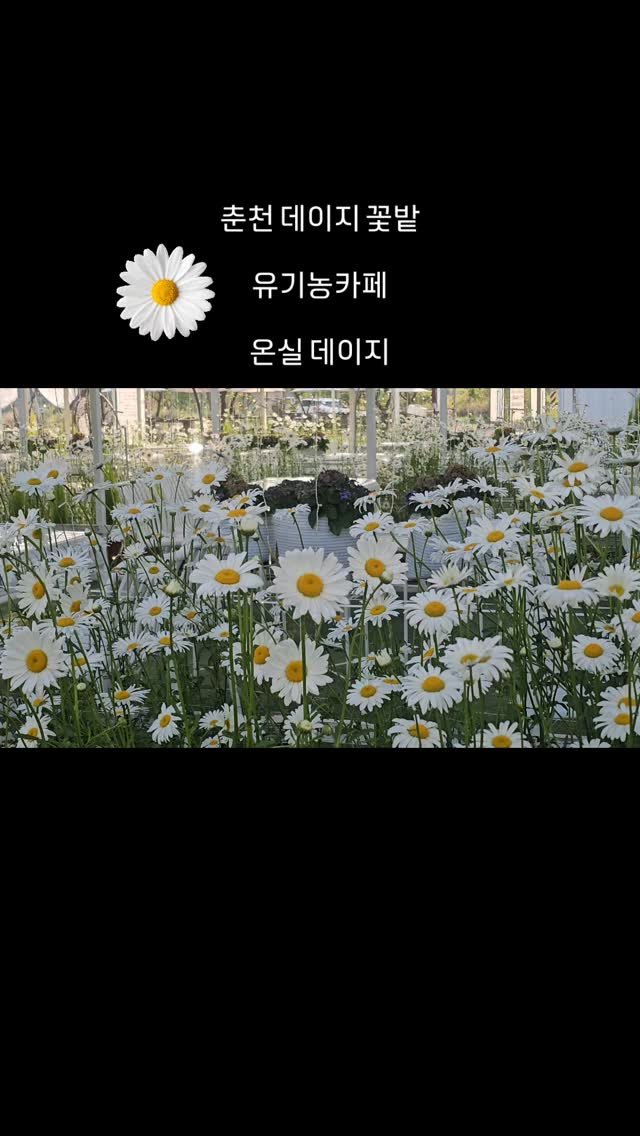 organic_cafe_ 게시물 이미지: 유기농카페

온실 데이지부터 시작했어요

@organic_cafe_...