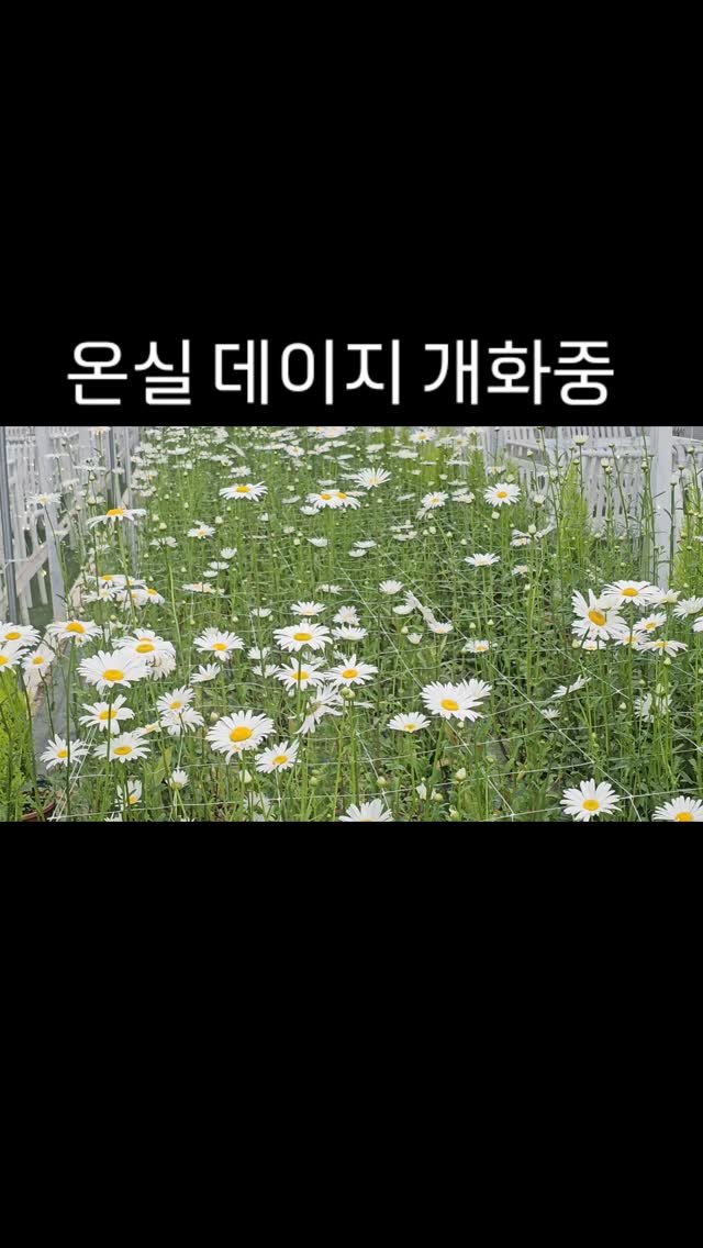 organic_cafe_ 게시물 이미지: 온실 샤스타데이지가 개화를 시작했어요

가장빠른 데이지 꽃밭  춘천...