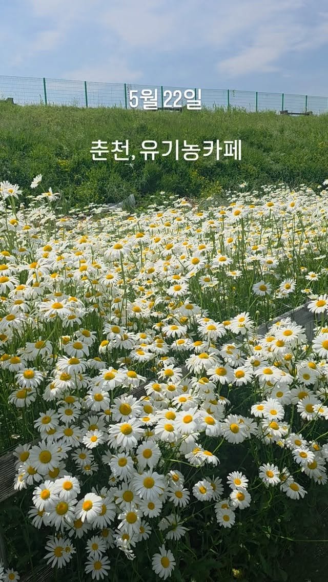 organic_cafe_ 게시물 이미지: 5월 22일 실시간

춘천, 유기농카페, 데이지꽃밭

계란후라이...