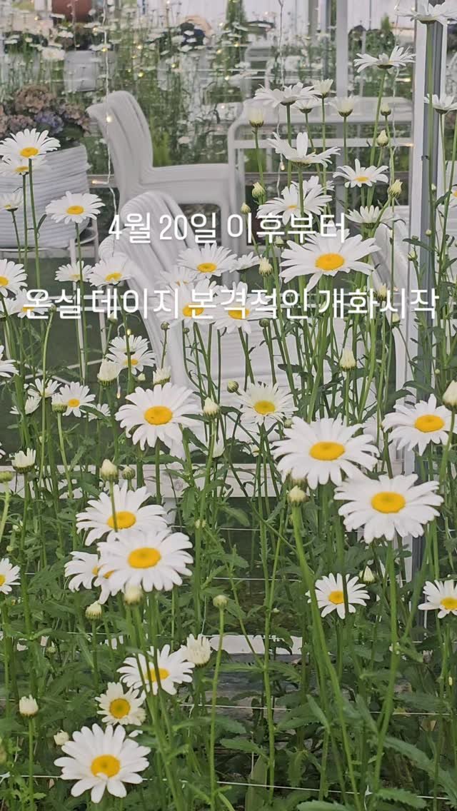 organic_cafe_ 게시물 이미지: 춘천 데이지꽃밭 유기농카페입니다!

온실 데이지는 4월17일  하나둘 개화를...