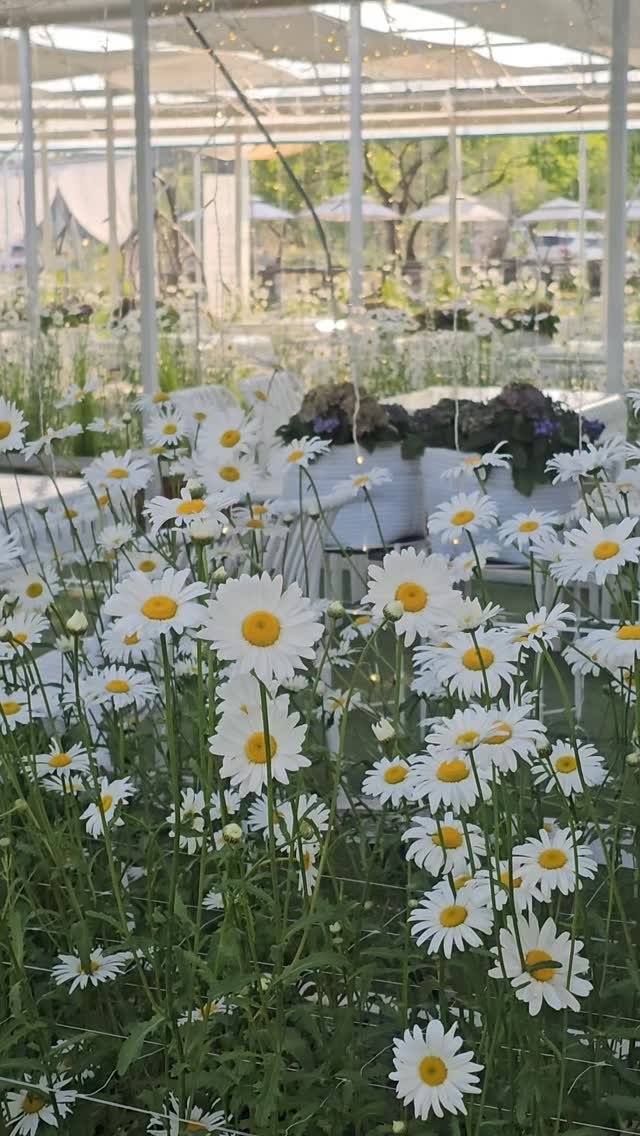 organic_cafe_ 게시물 이미지: 2026유기농카페
샤스타데이지 

온실부터  예쁘게 피고있어요
5월 첫째주...