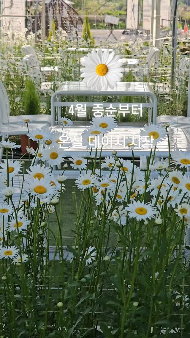 organic_cafe_ 게시물 이미지: 한달 빠른 샤스타데이지 

온실에서 4월 중순(3째주~4째주)부터 시작

춘천 ...