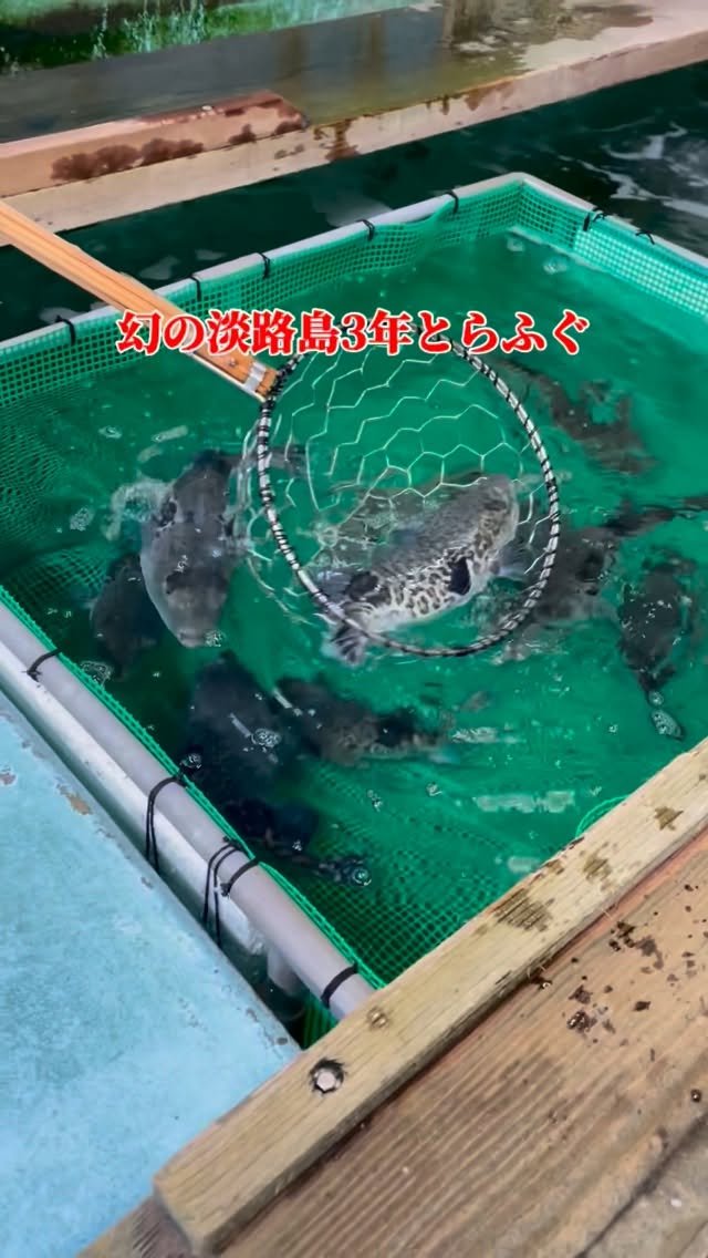 osaka_japanesefood 게시물 이미지: 幻の3年とらふぐがリーズナブルに食べれるお店🐡😊
@kitora_tsuna...