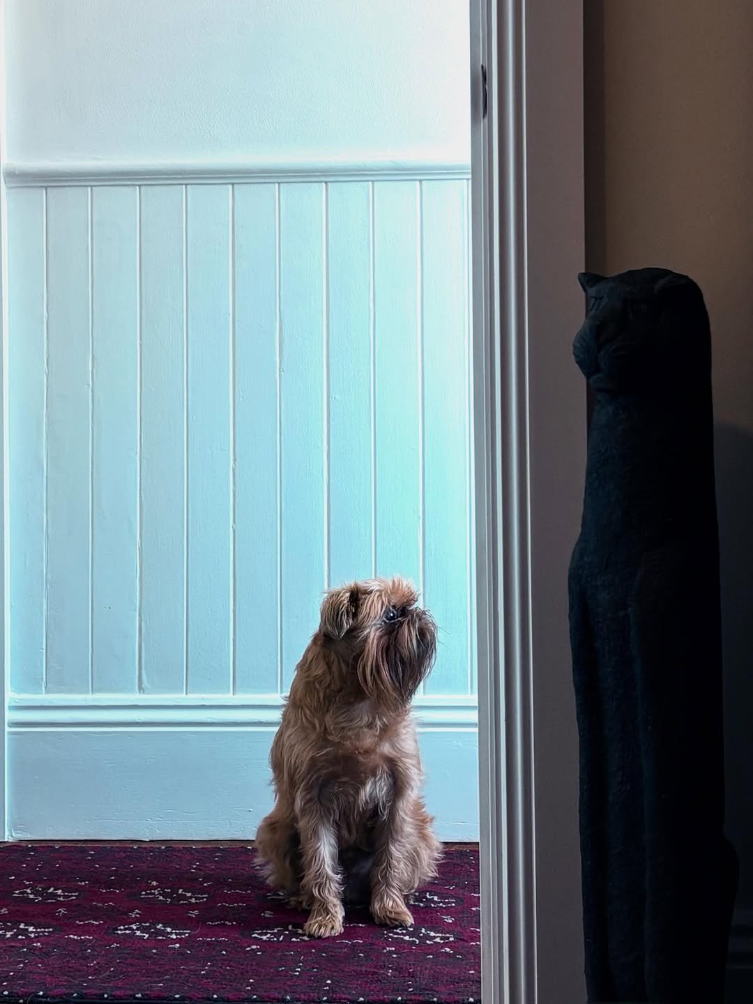 Photo by Oscar Langburne on January 06, 2026. May be an image of Norwich terrier, Bedlington terrier and text.