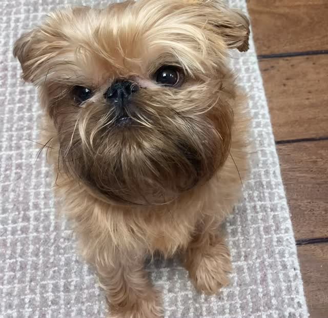 oscar.langburne 게시물 이미지: Chewbacca