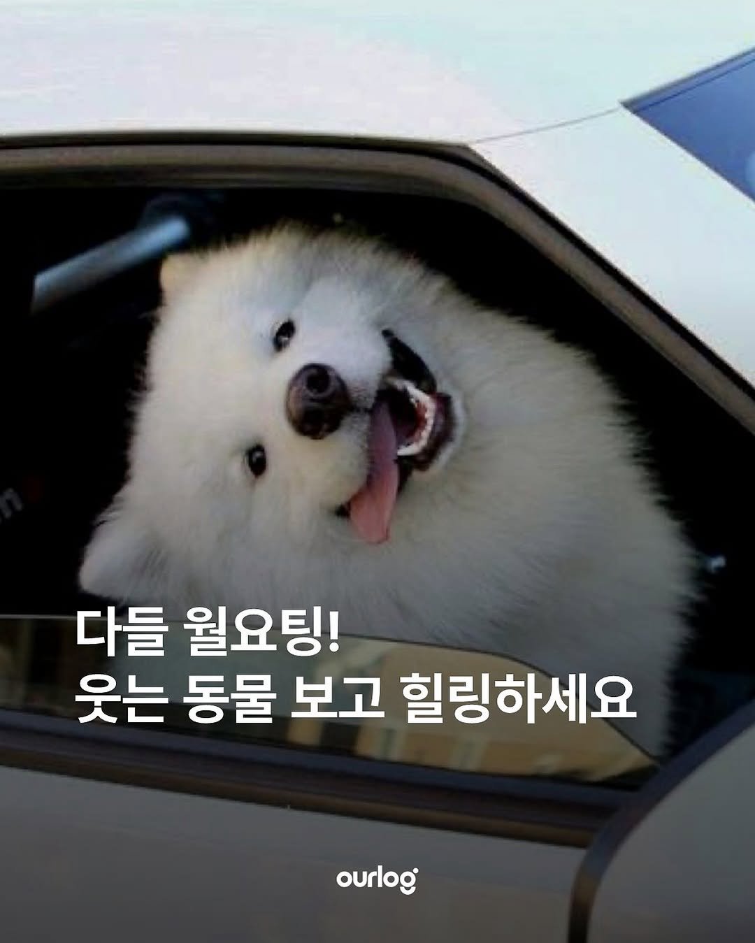 Photo by OUR LOG 아워로그 매거진 on November 16, 2025. May be an image of Samoyed and text that says '다들 월요팅! 웃는 동물 보고 힐링하세요 ourlog'.