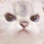 h0ngjiyeon 프로필 사진