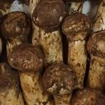 ungchon_pine_mushroom 프로필 사진