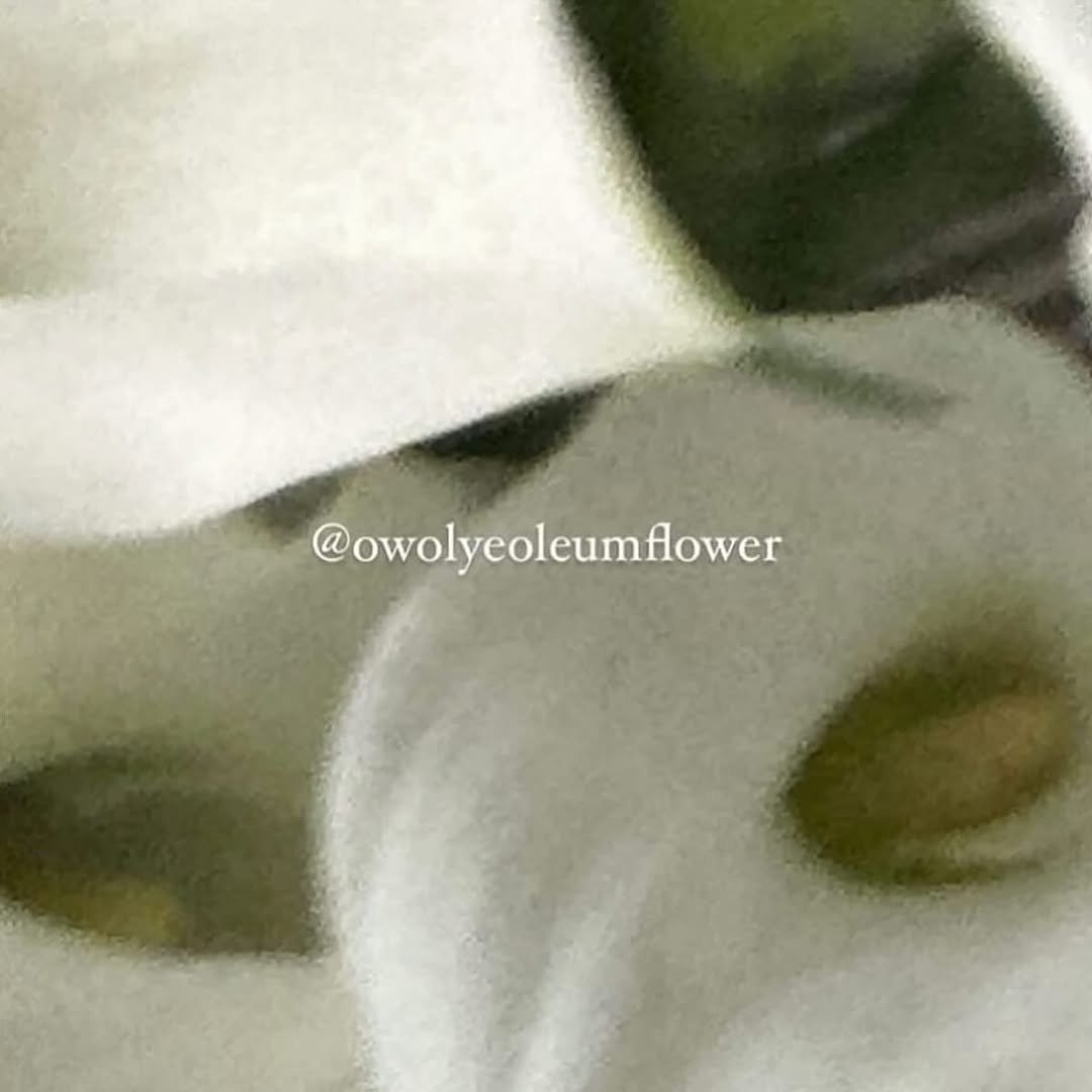 owolyeoleumflower 게시물 이미지: 