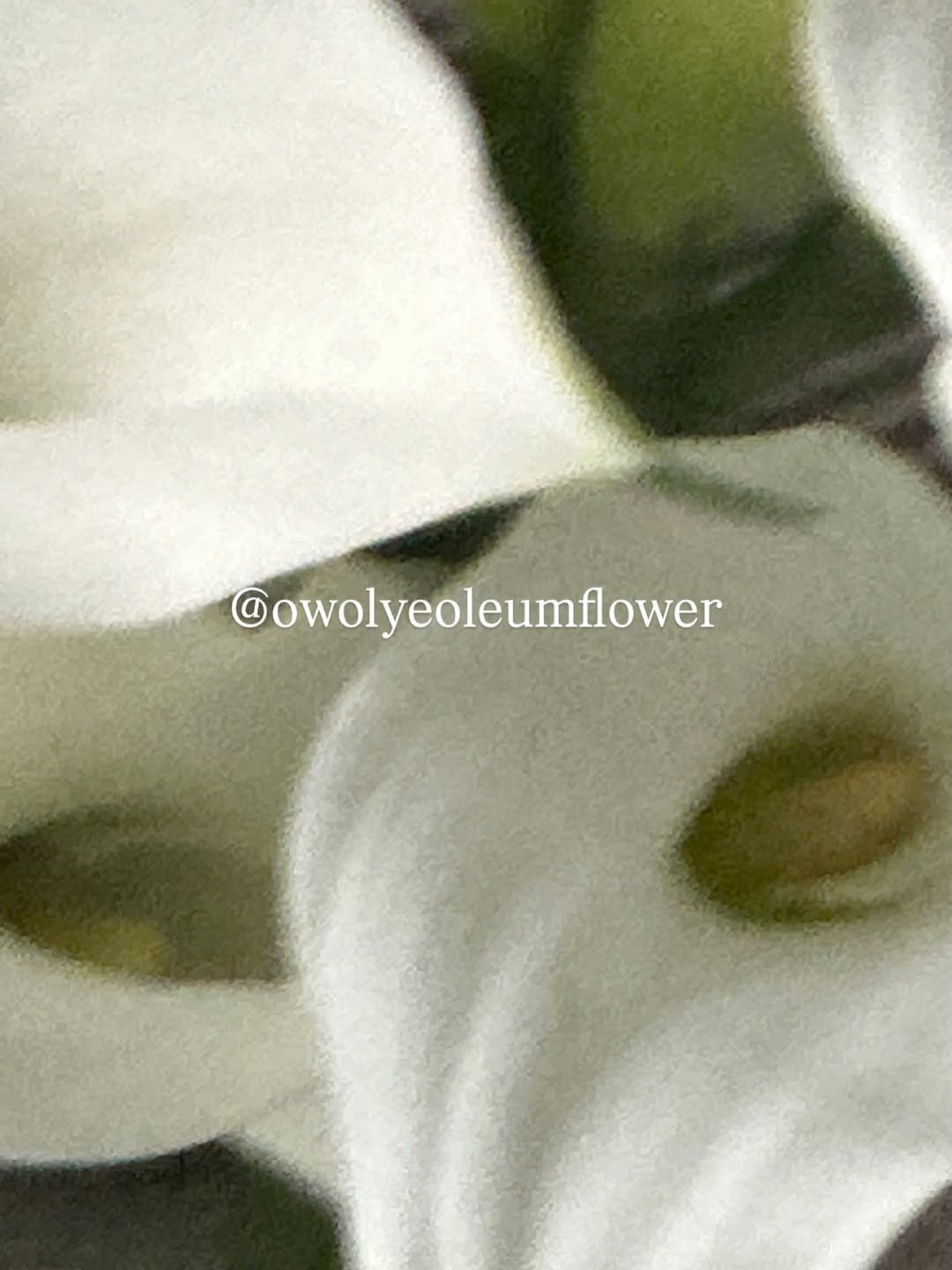 owolyeoleumflower 게시물 이미지: 