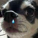 ddanggong 프로필 사진