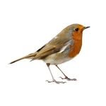 birdcall.online 프로필 사진