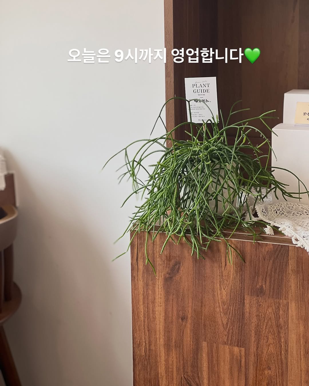 Photo by 단추과자상점 | 청리단길 | 디저트카페 | 다쿠아즈 | 수제디저트 | 구움과자 on August 08, 2025. May be an image of house plant, baby's-breath, ivy, mistletoe cactus and text that says '오늘은 9시까지 영업합니다 PLANT NT GUIDE GIUDE n 브니 ل'.