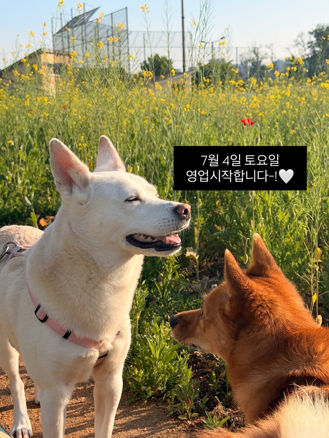 patissier_danchuu 게시물 이미지: 안녕하세요 단추과자상점입니다!
부친상으로 잠시 휴업하는동안 많은분들의 위로를 받고...