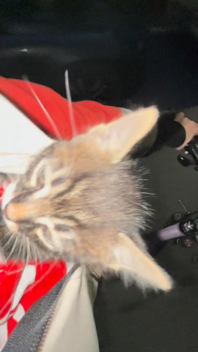 pedallayanseyyah 게시물 이미지: Öğretmenlik yaptığım okulda minik bir kedi...