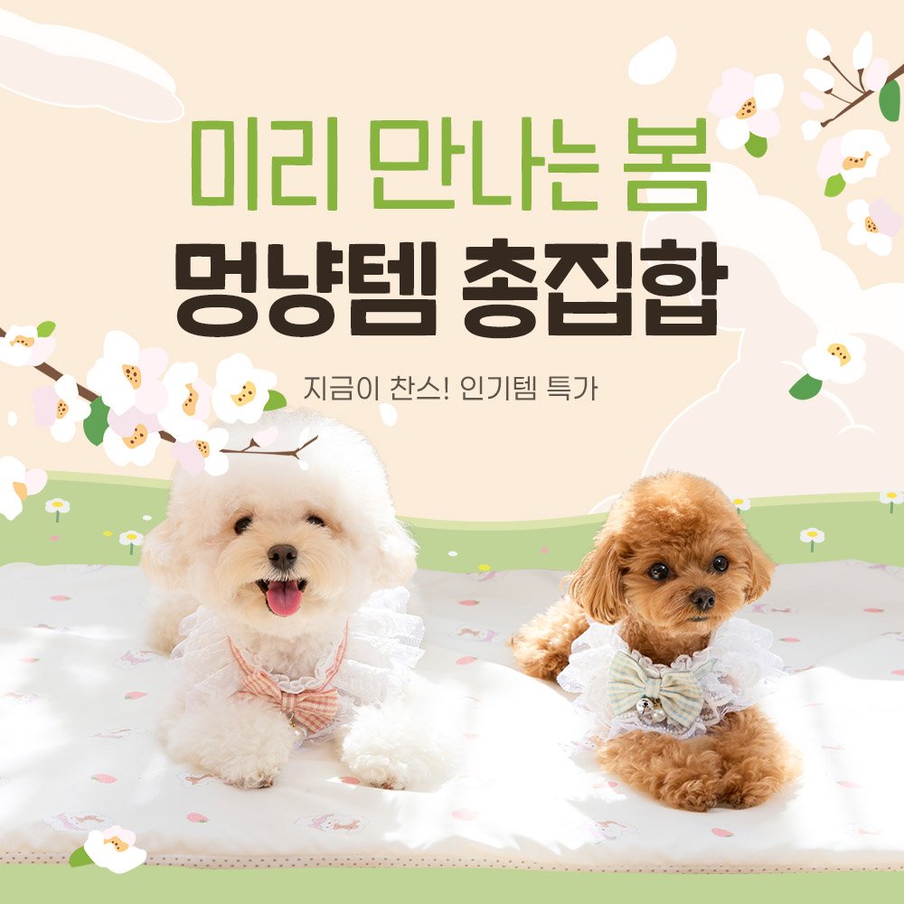Photo by 반려동물 라이프스타일 브랜드 | 페리가토 Perrigato on February 22, 2026. May be an image of Norwich terrier and text that says '- 미리 만나는 봄 멍냥템 총집합 지금이 찬스! 인기템 특가'.