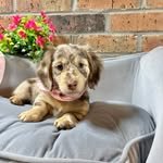 wildflowerdachshunds 프로필 사진